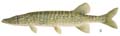 Chain Pickerel