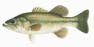 LargemouthBass_op_778x390.jpg