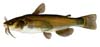 Bullhead Catfish