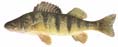 yellowperch.jpg