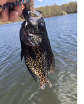 Paul D w nice Crappie