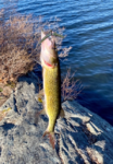 Josh w Pickerel_1.png