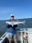 Striper5.png