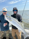 Striper6.png